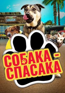 Собака-спасака 2016