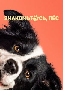 Знакомьтесь, пёс 2022