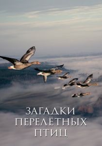 Загадки перелётных птиц 2014
