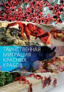 Таинственная миграция красных крабов 2020