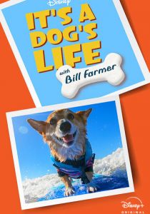 It's A Dog's Life 2020
